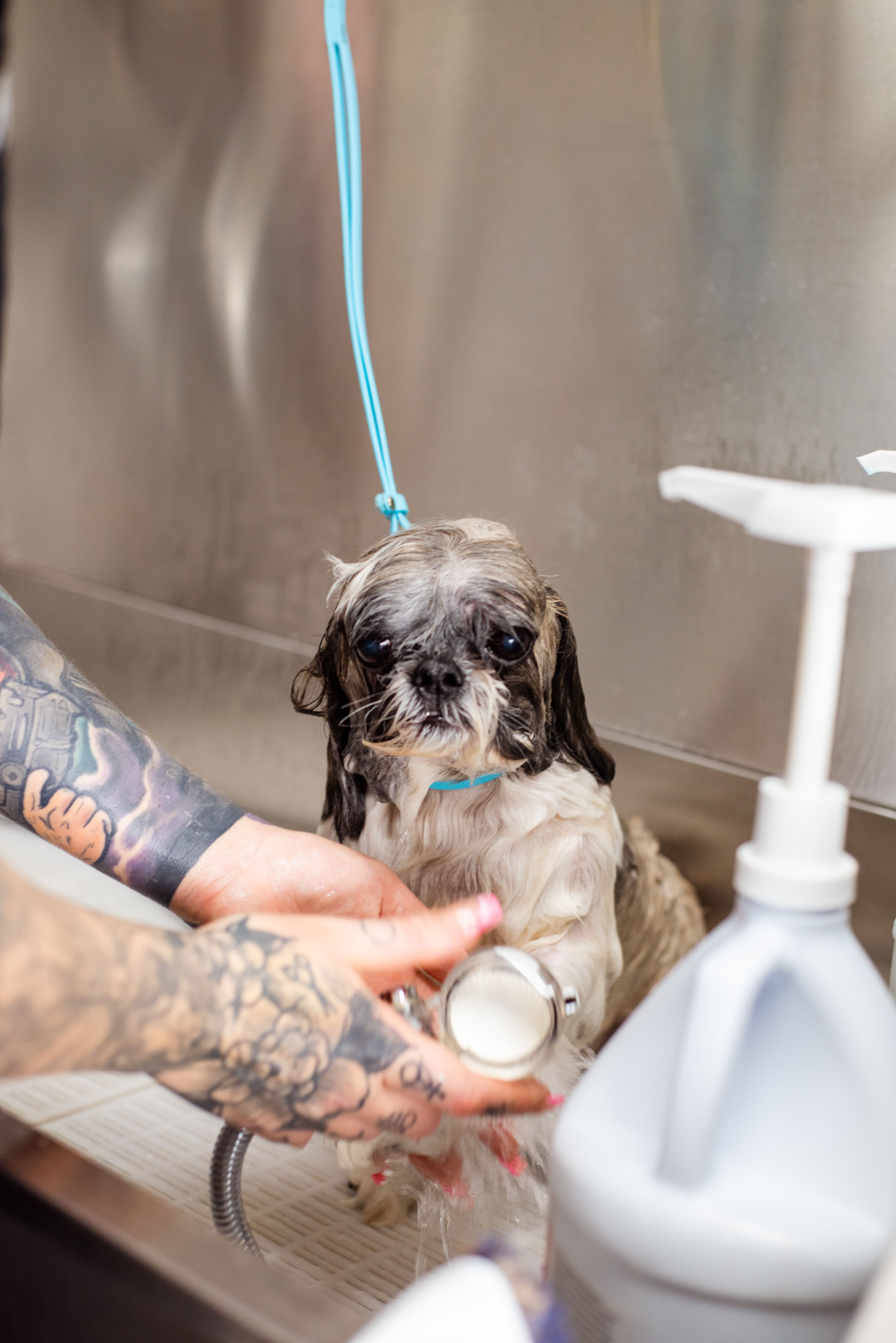 Perro recibiendo baño con cuidado