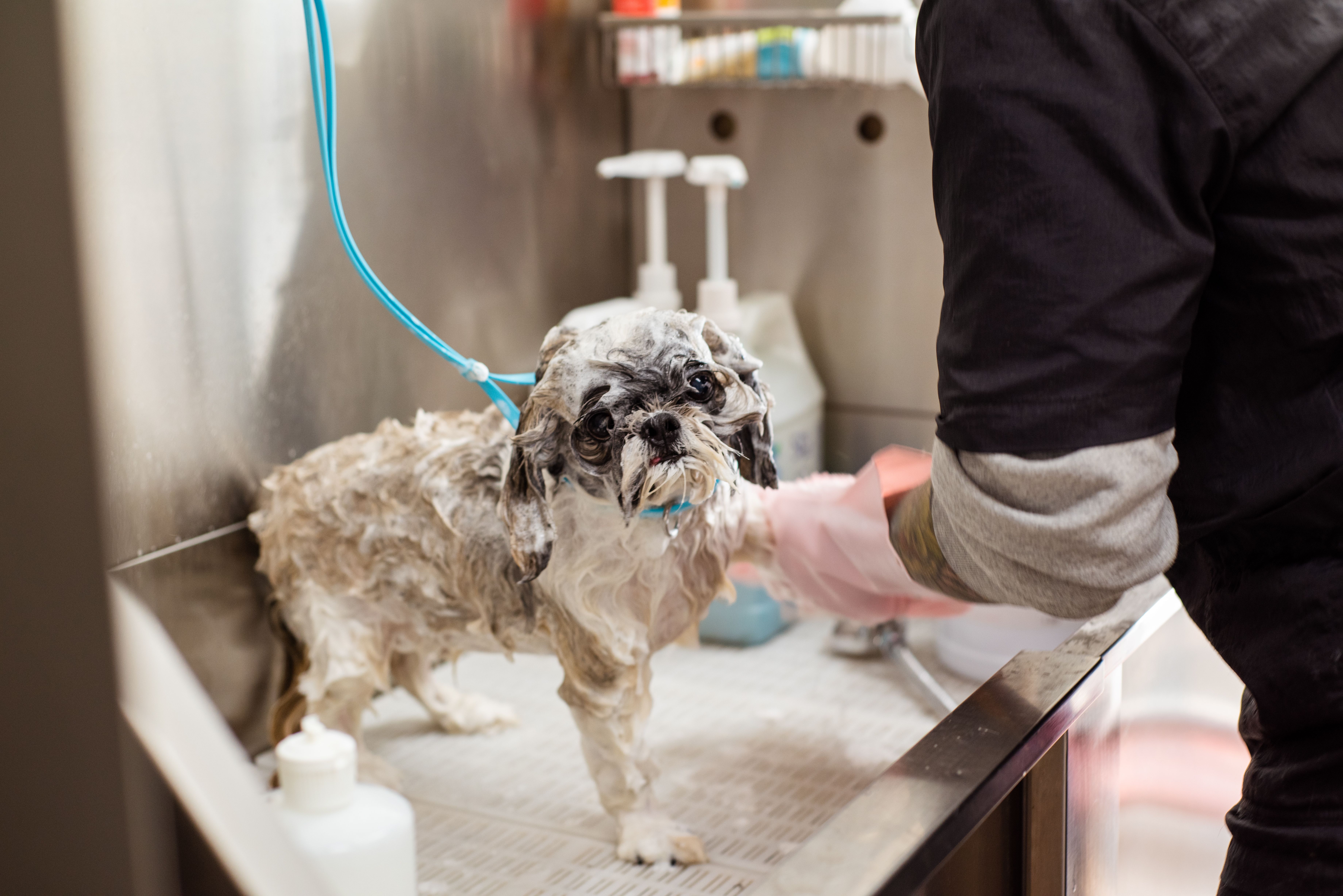 Sesión de grooming en el salón