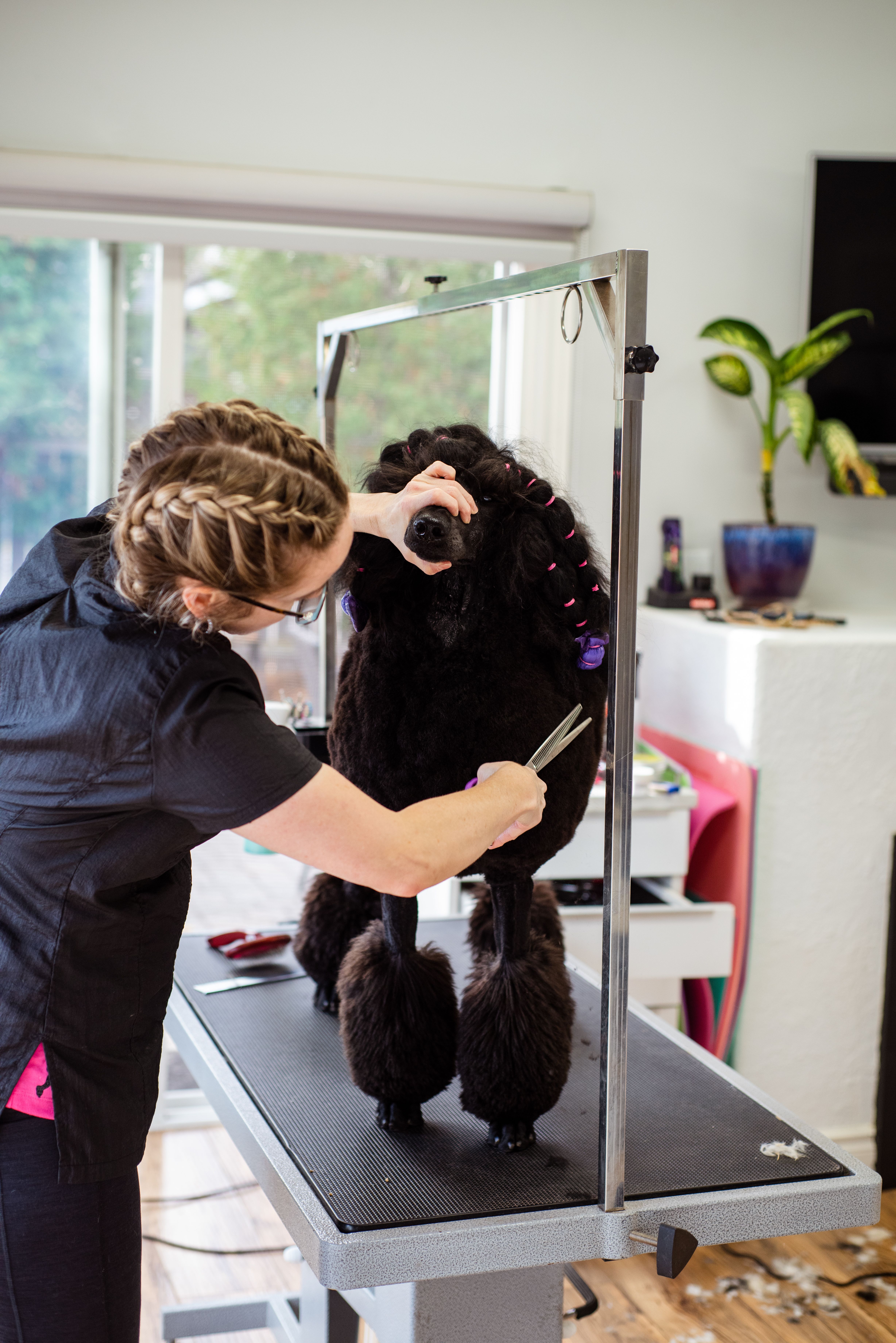 Groomer acicalando un poodle en un salón limpio